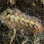 Chiton sp. 17